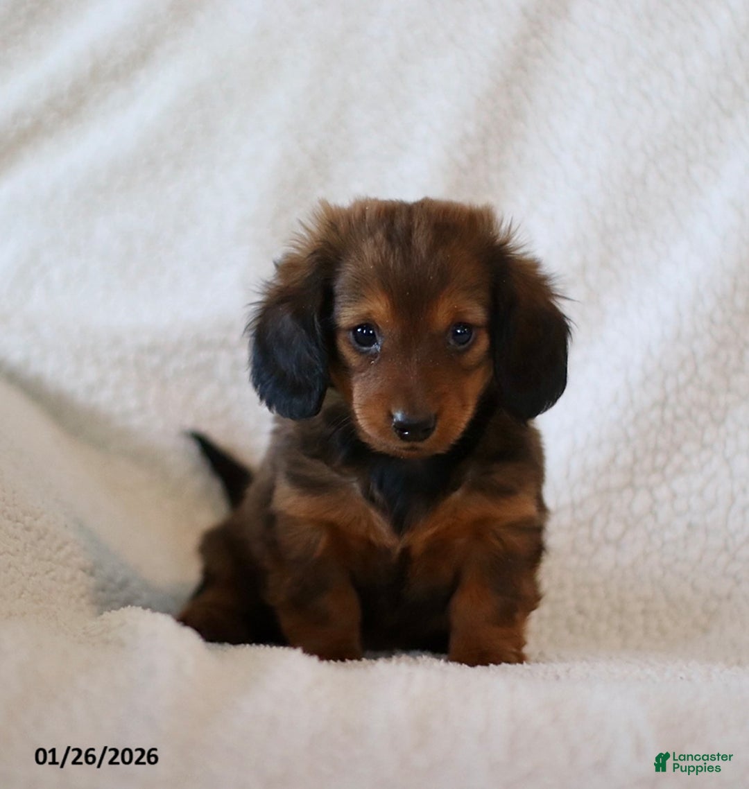 Miniature Dachshund dogs for sale: Whisper - Ad 2