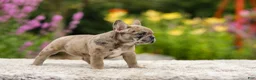 French Bulldog dogs for sale: Gretta - Ad 3