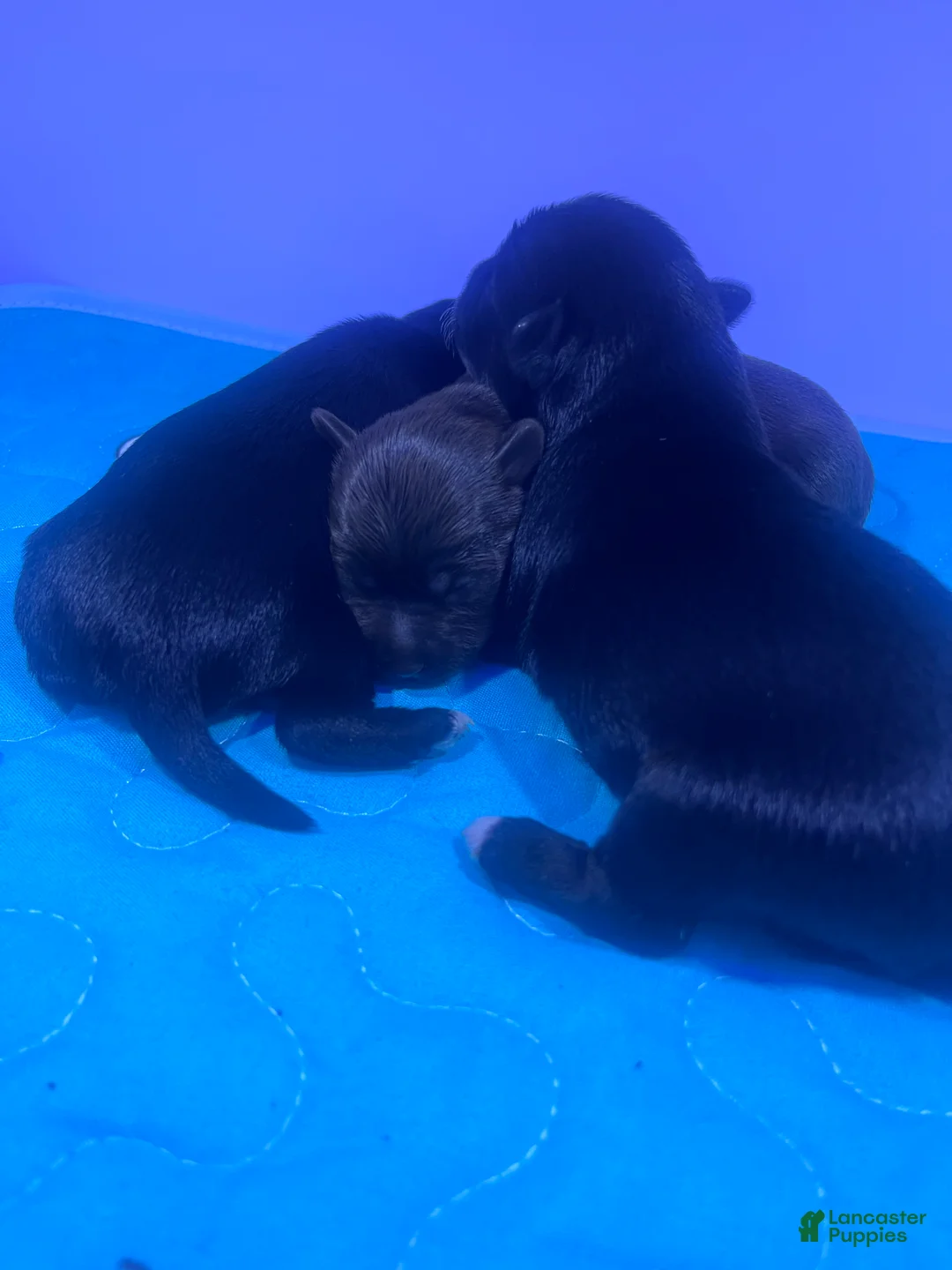Yorkiepoo dogs for sale: Yorkiepoo 2 - Ad 9