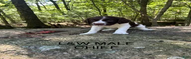English Springer Spaniel 8