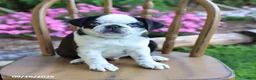 Pug dogs for sale: Sparkle - Ad 3