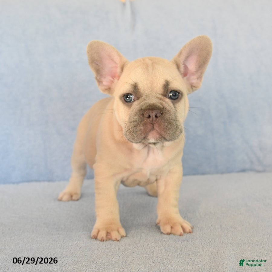 French Bulldog dogs for sale: Orlando - Ad 3