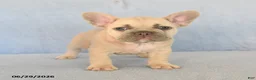 French Bulldog dogs for sale: Orlando - Ad 1