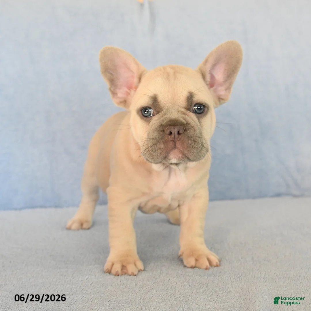 French Bulldog dogs for sale: Orlando - Ad 1