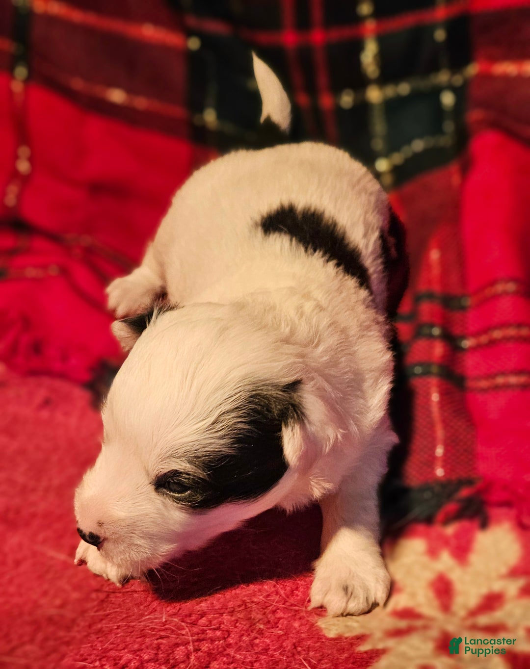 Chihuahua dogs for sale: Elmo - Ad 3