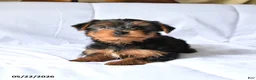 Yorkshire Terrier dogs for sale: Milo - Ad 4