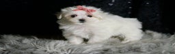 Maltese dogs for sale: Snow White - Ad 5
