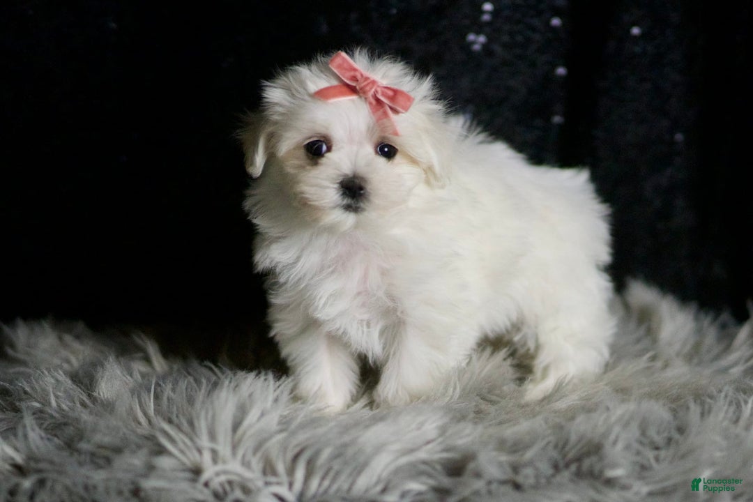 Maltese dogs for sale: Snow White - Ad 5