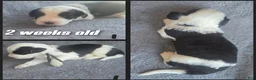 Sheepadoodle dogs for sale: Aster- black collar - Ad 4
