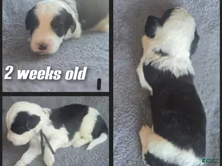 Sheepadoodle dogs Aster- black collar - Ad 5