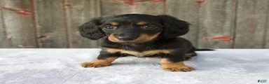 Mira
