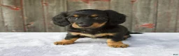 Miniature Dachshund dogs for sale: Mira - Ad 1