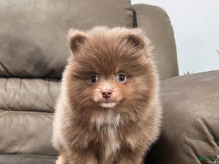 Pomeranian dogs Spunky - Ad 4