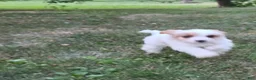 Cavapoo dogs for sale: Clove  - Ad 12