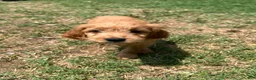 Mixed Breed dogs for sale: Bella - Ad 2