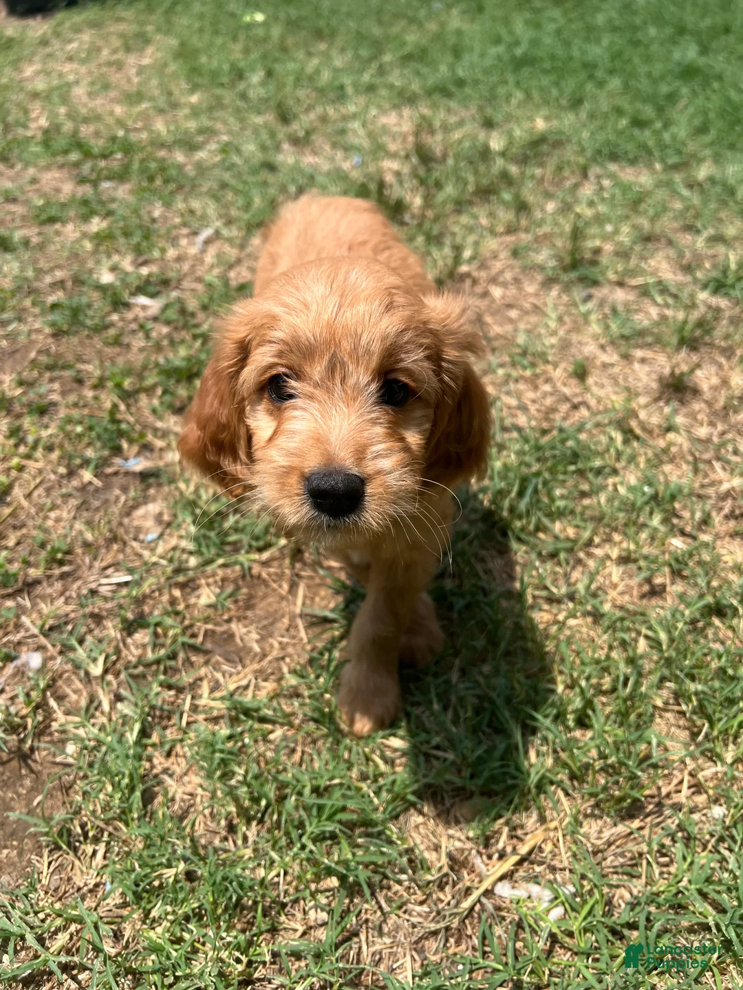 Mixed Breed dogs for sale: Bella - Ad 2