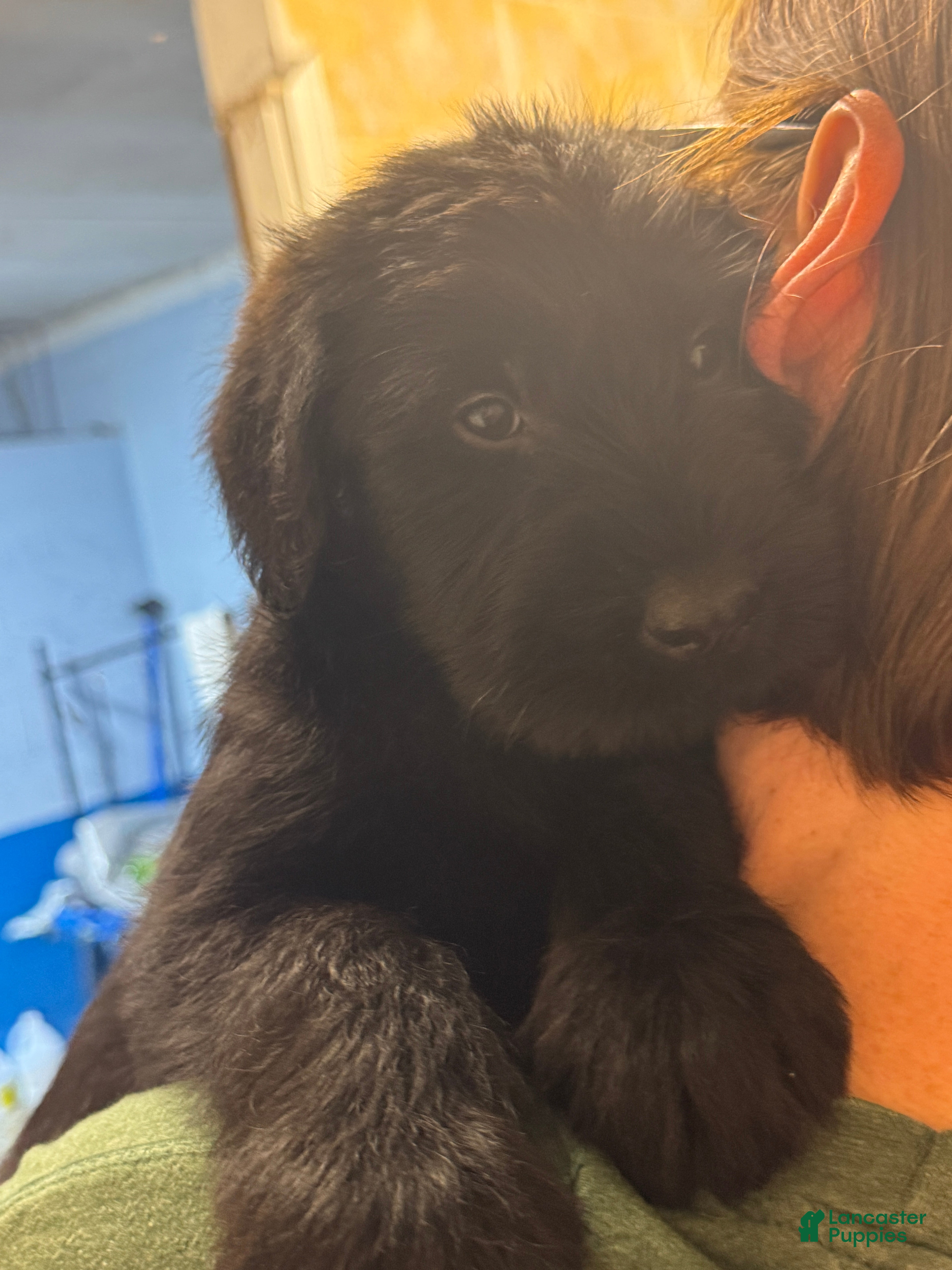 Giant Schnauzer dogs Lita - Ad 1