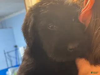 Giant Schnauzer dogs Lita - Ad 1