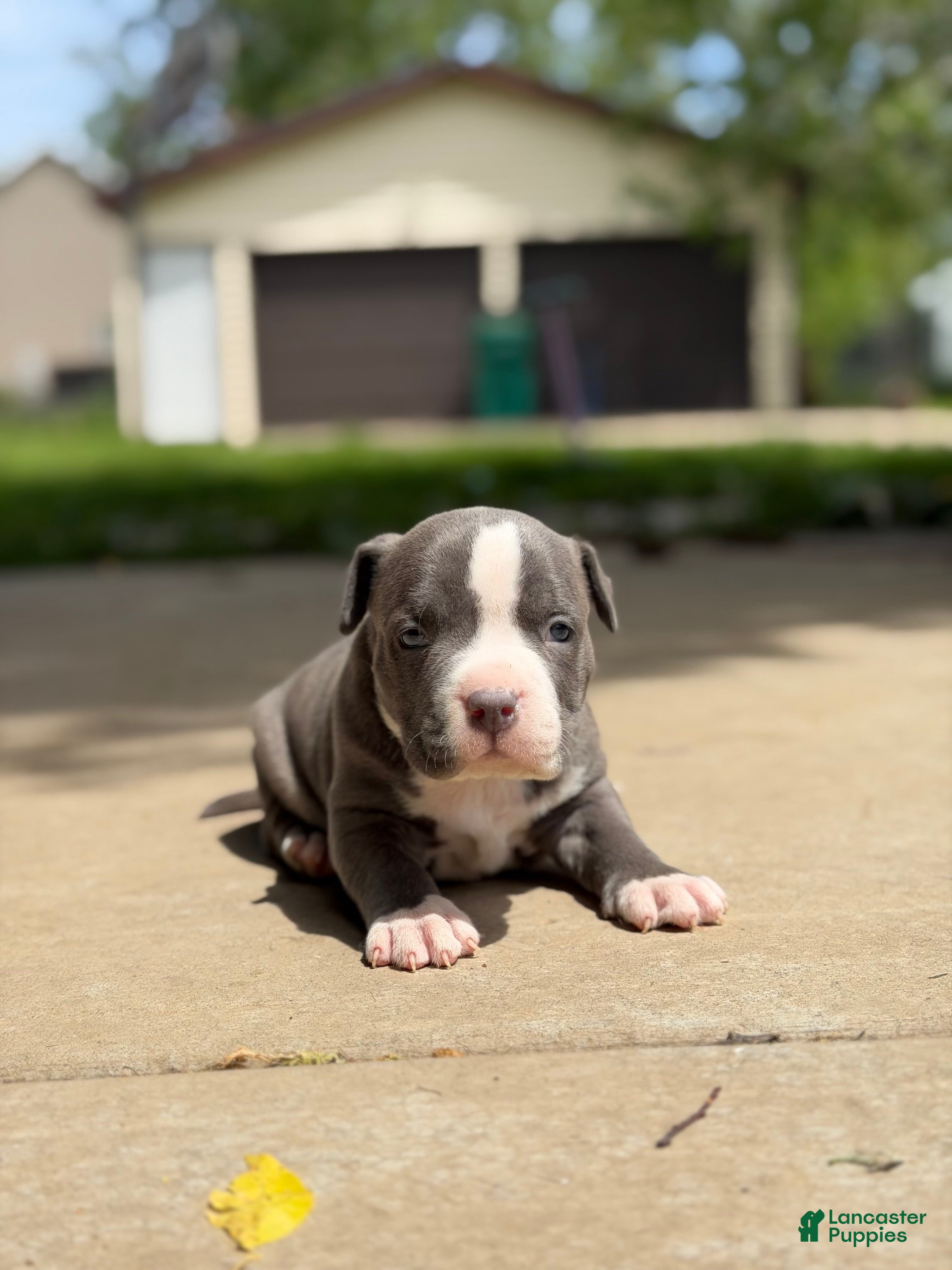 American Bully dogs American Bully 4 - Ad 1