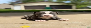 American Bully 4