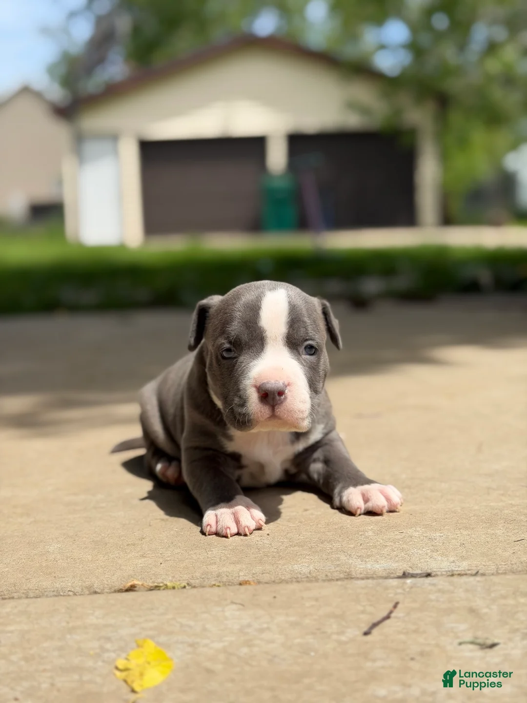 American Bully dogs for sale: American Bully 4 - Ad 1