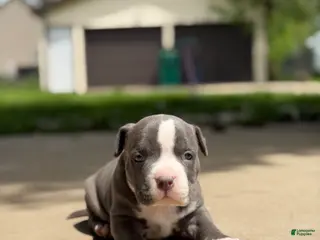 American Bully dogs for sale: American Bully 4 - Ad 4