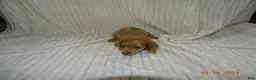 Miniature Dachshund dogs for sale: lola - Ad 5