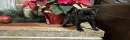 Pug dogs for sale: Pug Puppy 2 - Ad 4