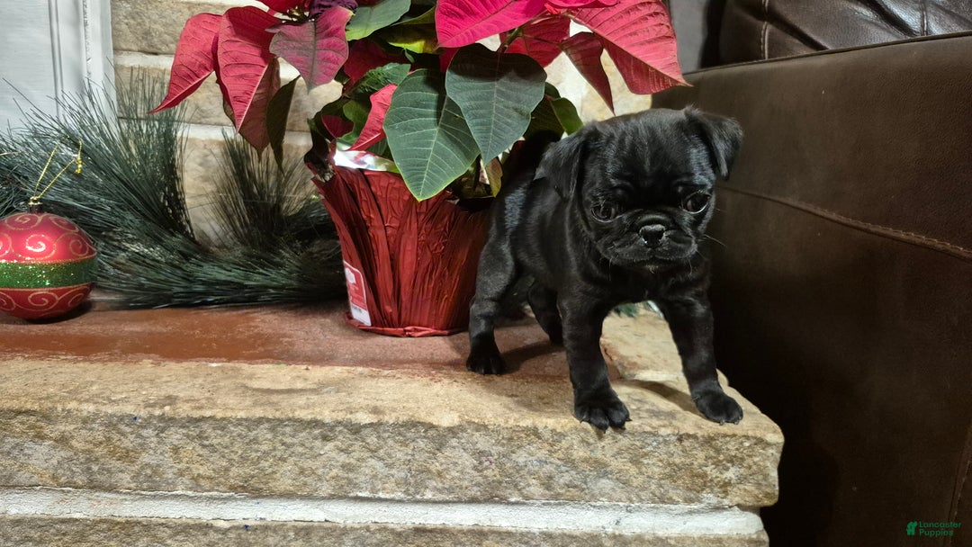 Pug dogs for sale: Pug Puppy 2 - Ad 4