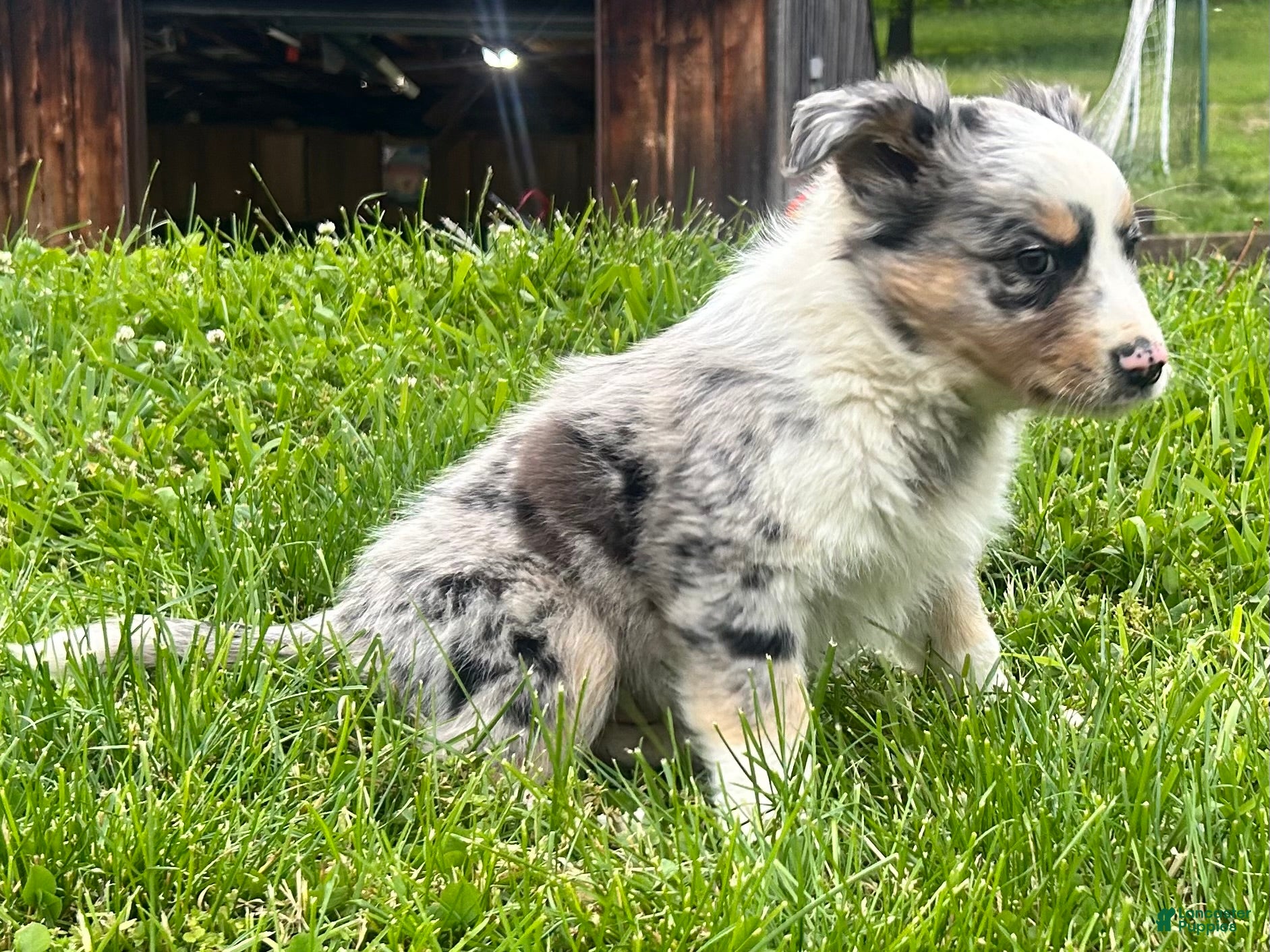 Australian Shepherd dogs Thing 1 - Ad 2
