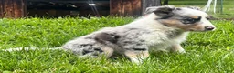 Australian Shepherd dogs for sale: Thing 1 - Ad 2