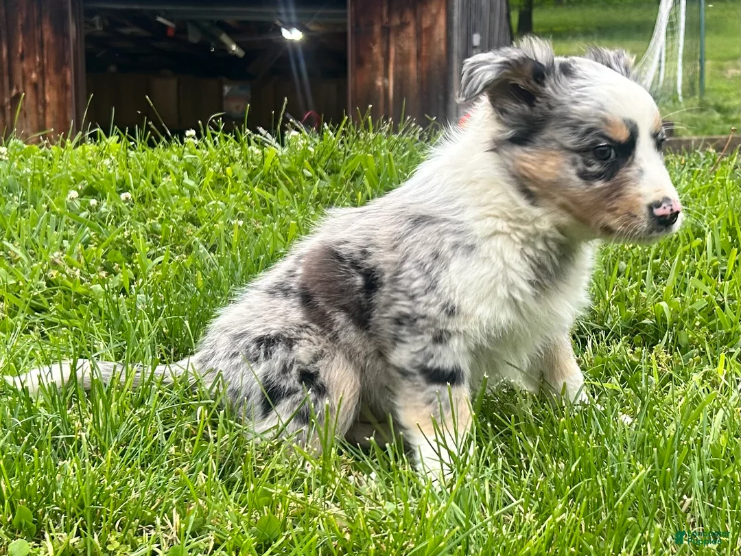 Australian Shepherd dogs for sale: Thing 1 - Ad 2
