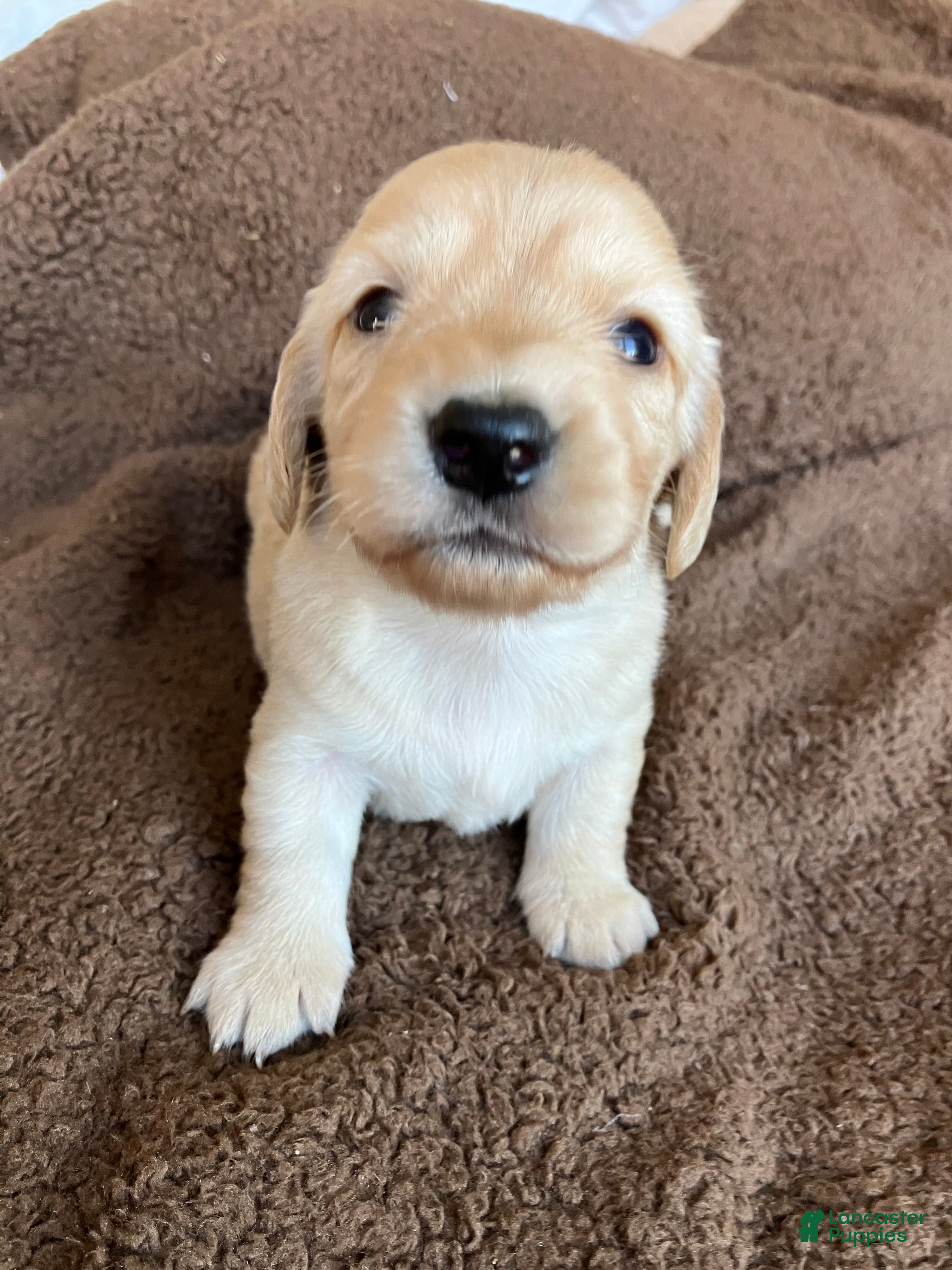 Miniature Dachshund dogs for sale: ORANGE YOU GONNA CUDDLE ME AT HALFTIME - Ad 2