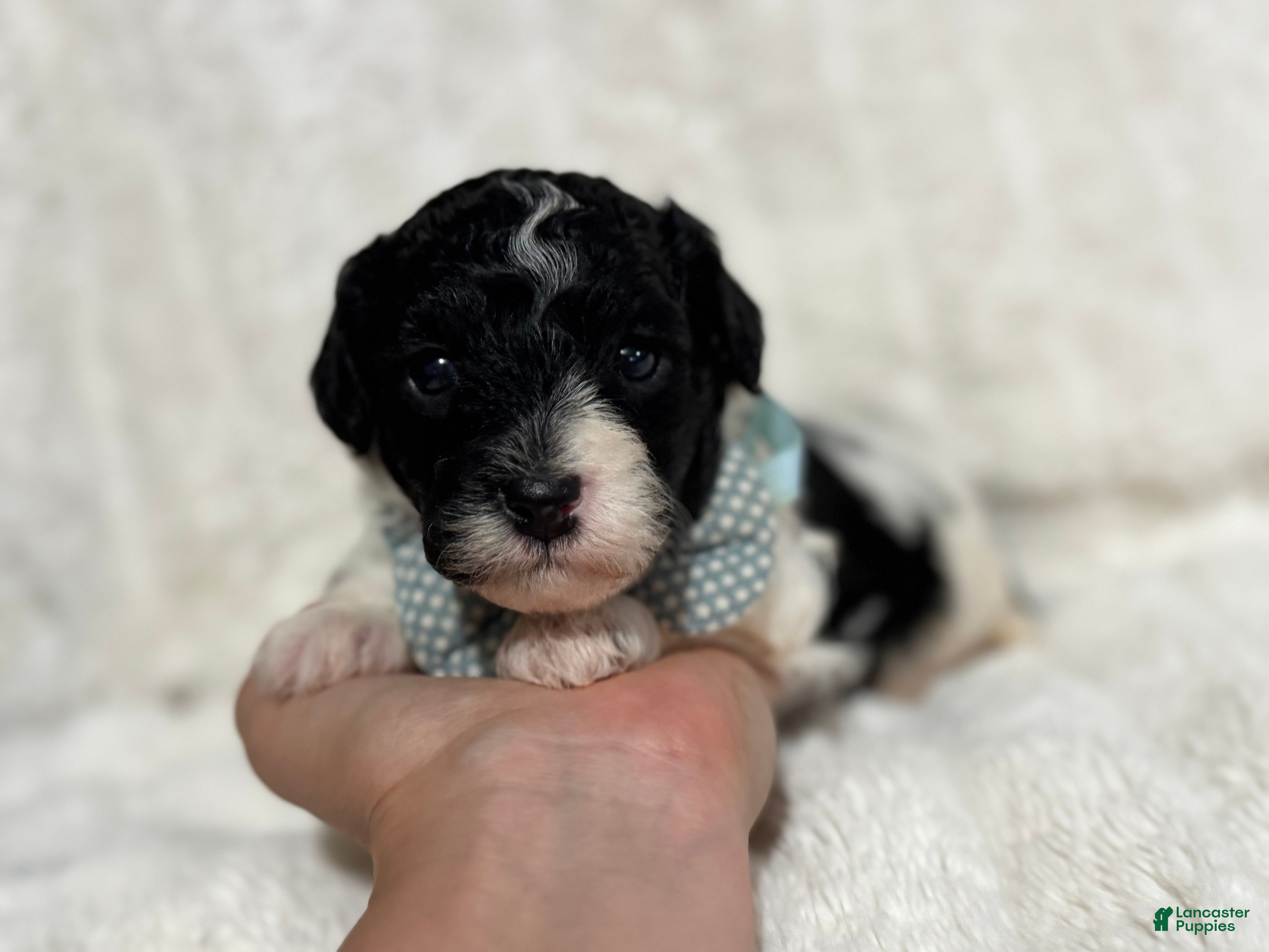 Cavapoo dogs Harlen - Ad 32