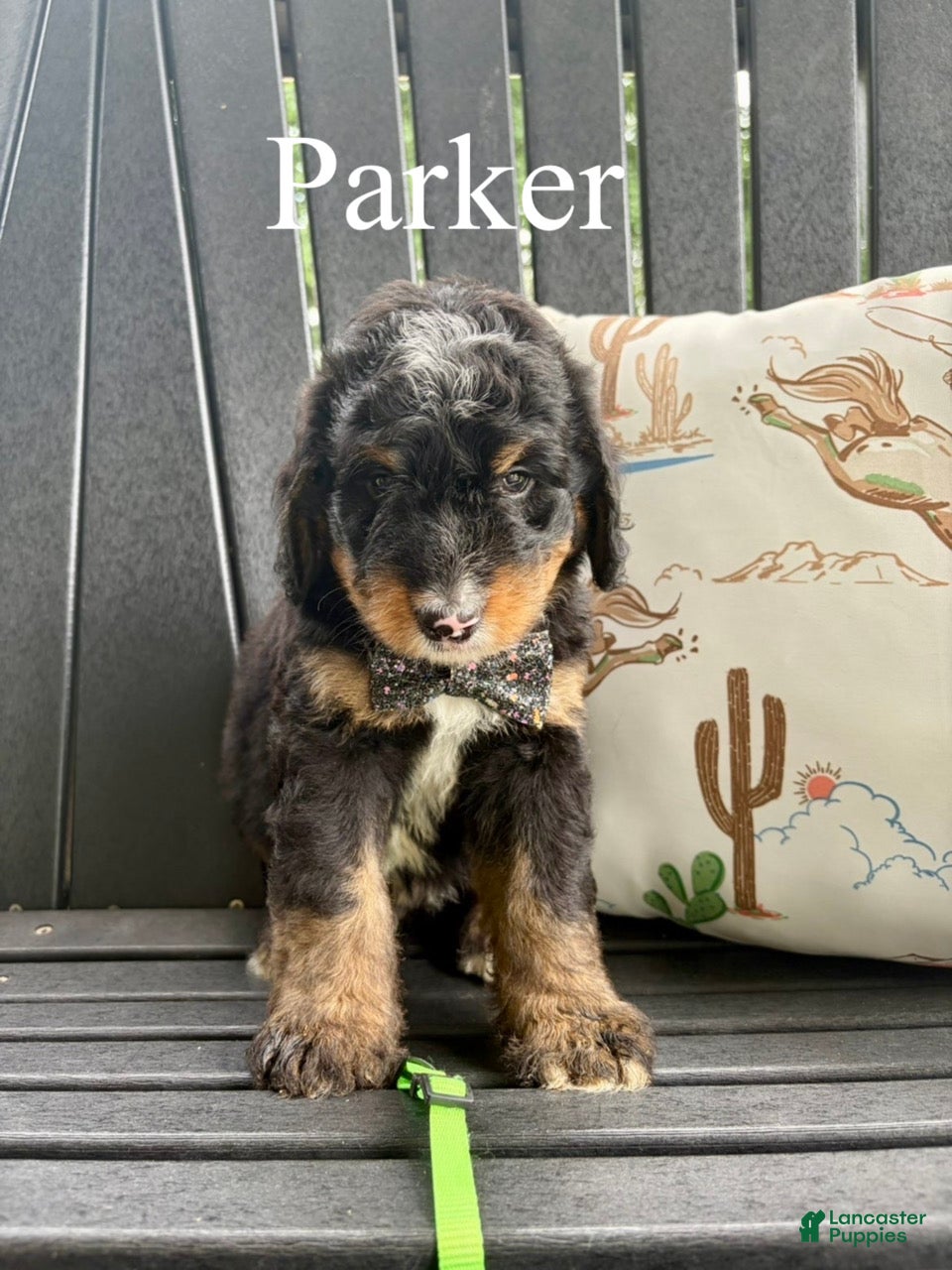 Bernedoodle dogs Parker - Ad 2