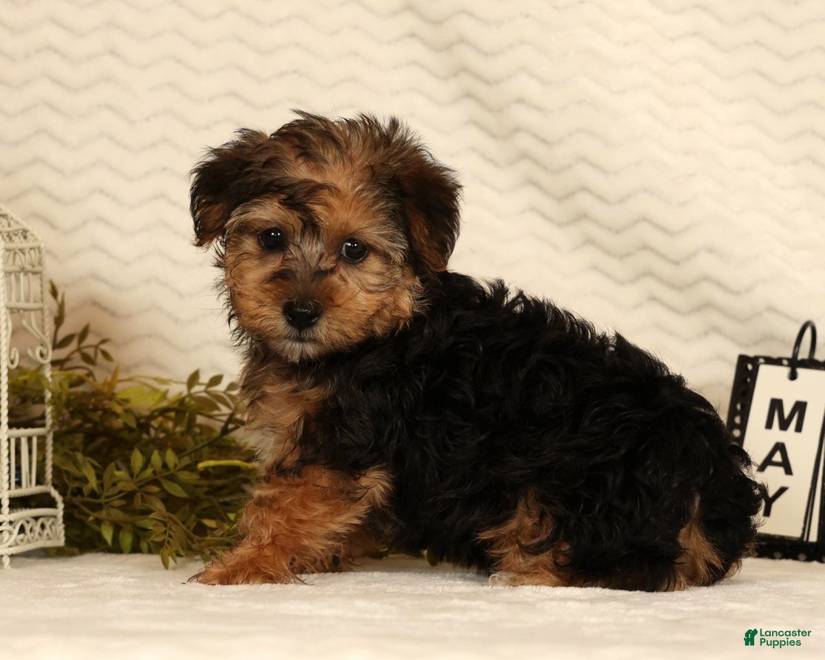 Yorkiepoo dogs Dolly - Ad 2