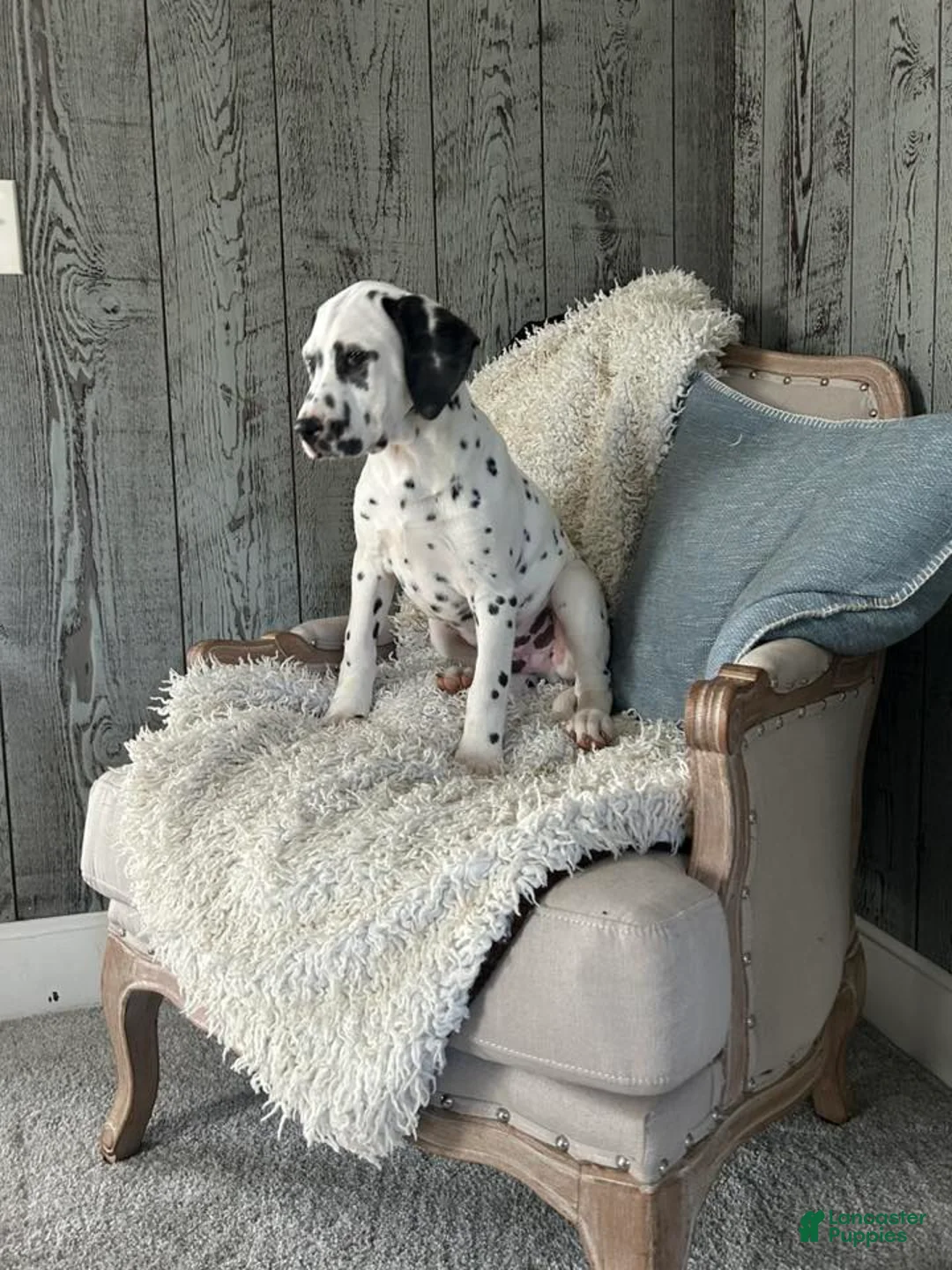 Dalmatian dogs for sale: Dalmatian Puppy 1 - Ad 2