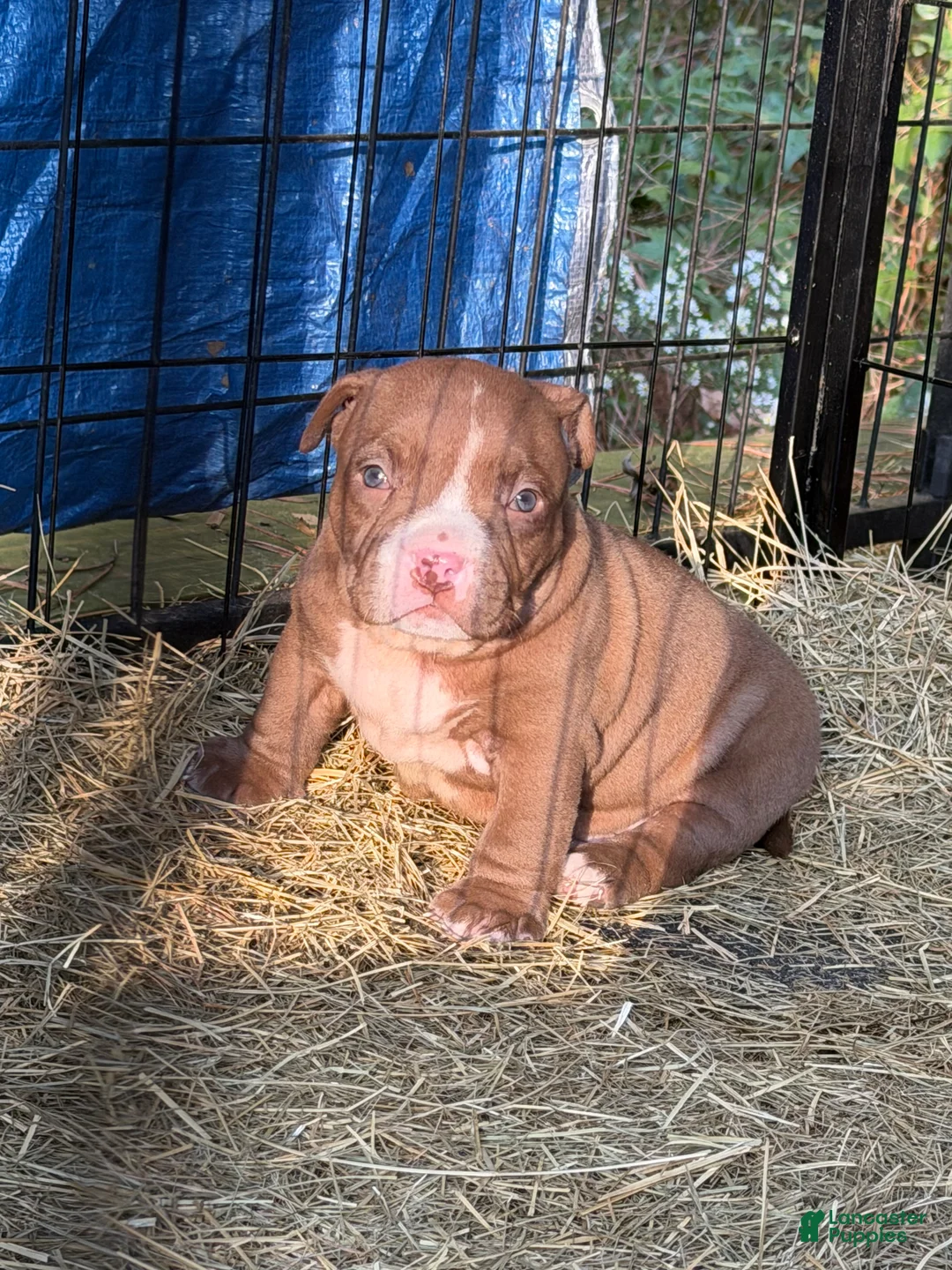 American Bully dogs for sale: American Bully 5 - Ad 2