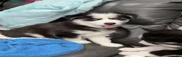 Siberian Husky dogs for sale: Blue - Ad 5