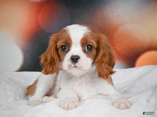 Cavalier King Charles Spaniel dogs Cavalier King Charles Spaniel Puppy 2 - Ad 22