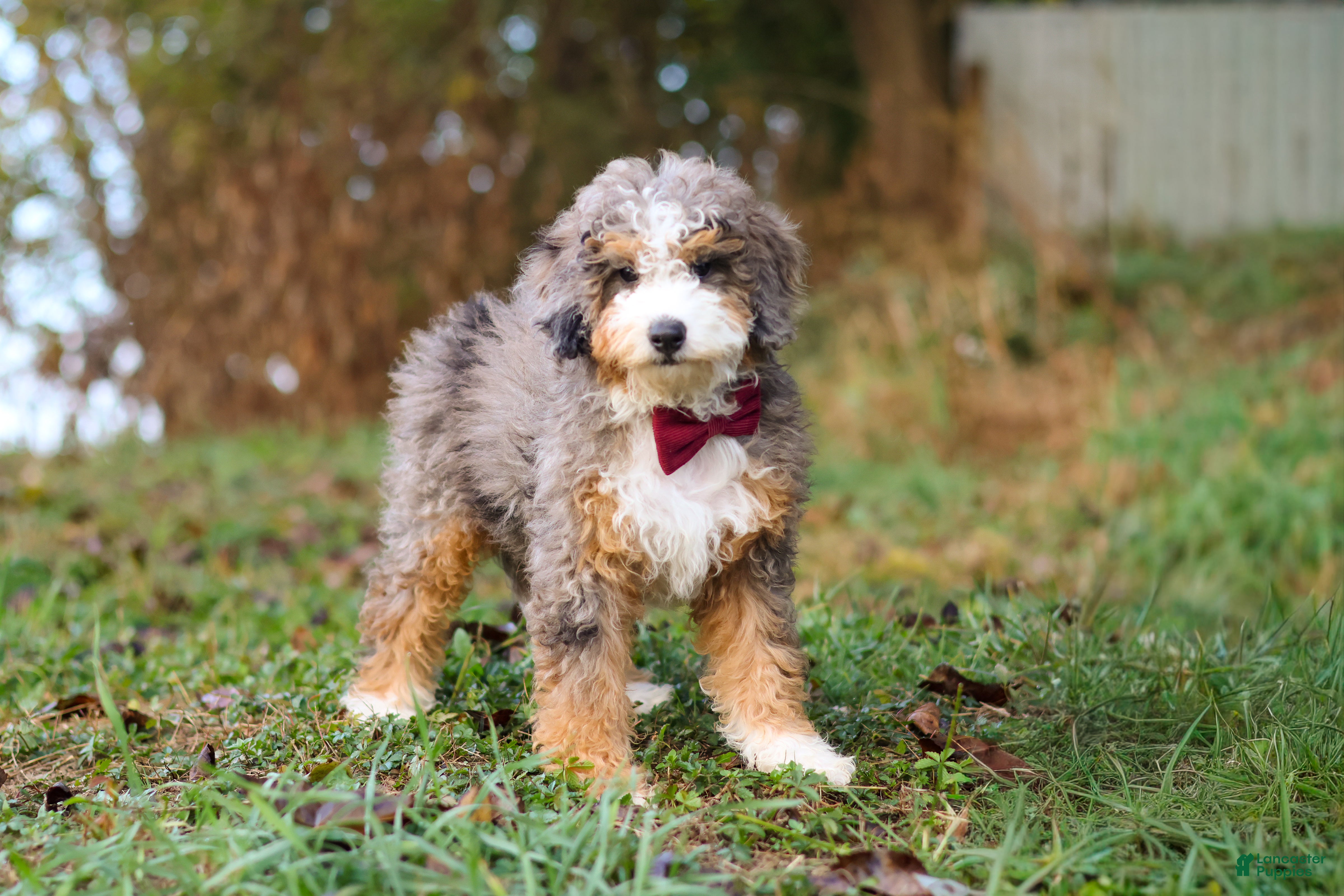 Mini Bernedoodle dogs for sale: Adrian - Ad 2