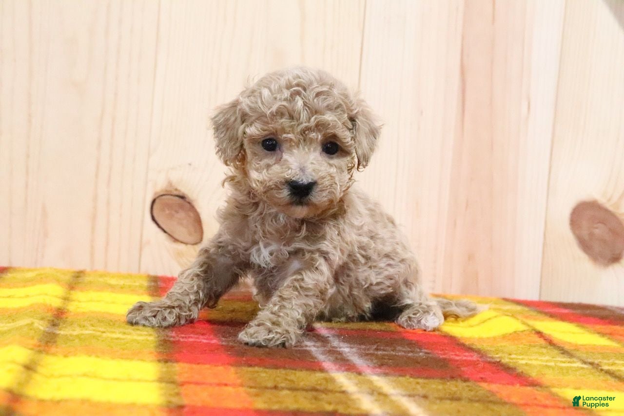 Bichpoo dogs Bichpoo Puppy 4 - Ad 29