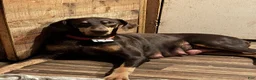 Doberman Pinscher dogs for sale: Doberman Pinscher 2 - Ad 2