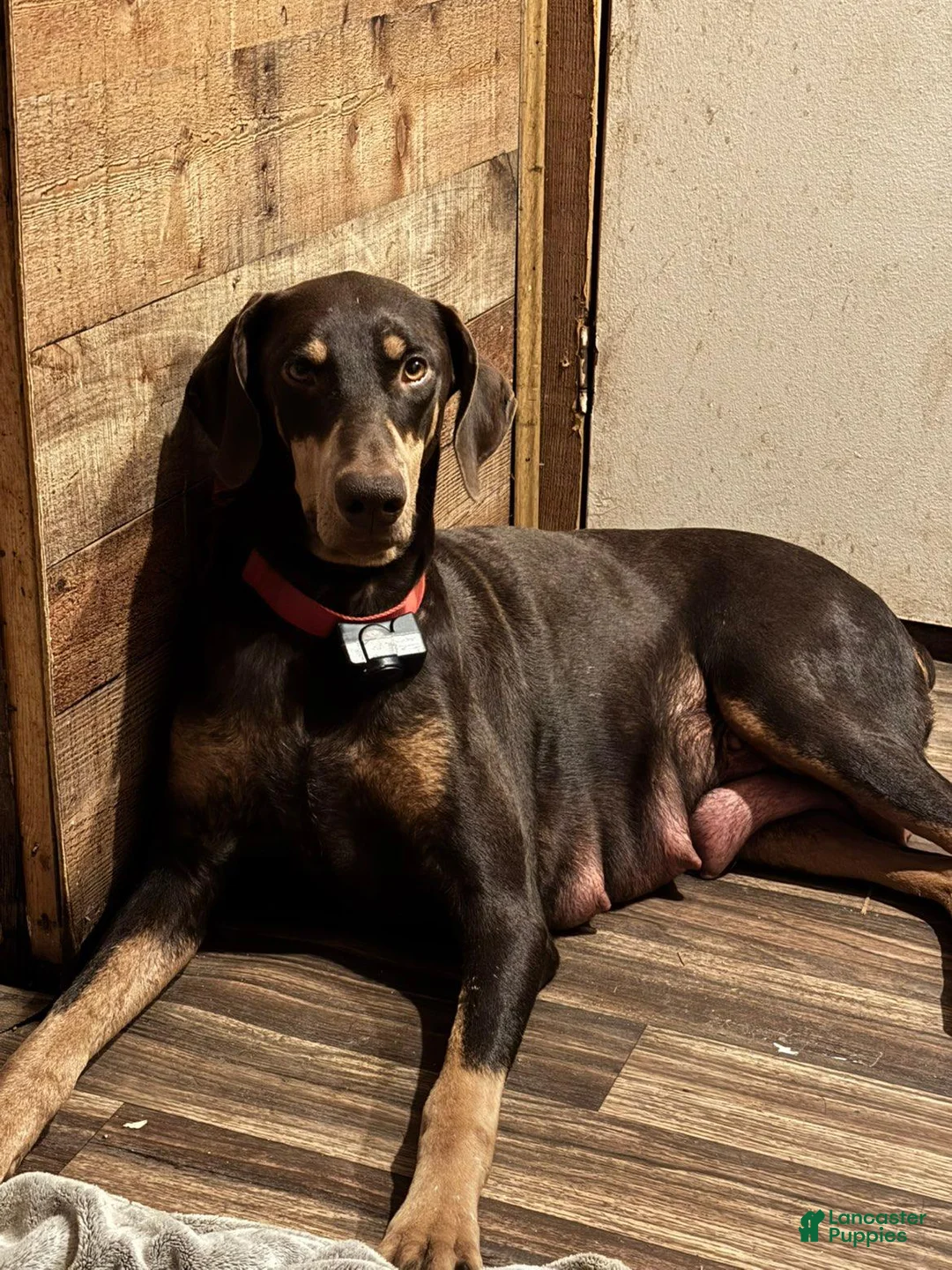 Doberman Pinscher dogs for sale: Doberman Pinscher 2 - Ad 2