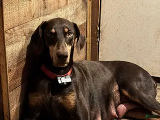 Doberman Pinscher dogs Doberman Pinscher 1 - Ad 2