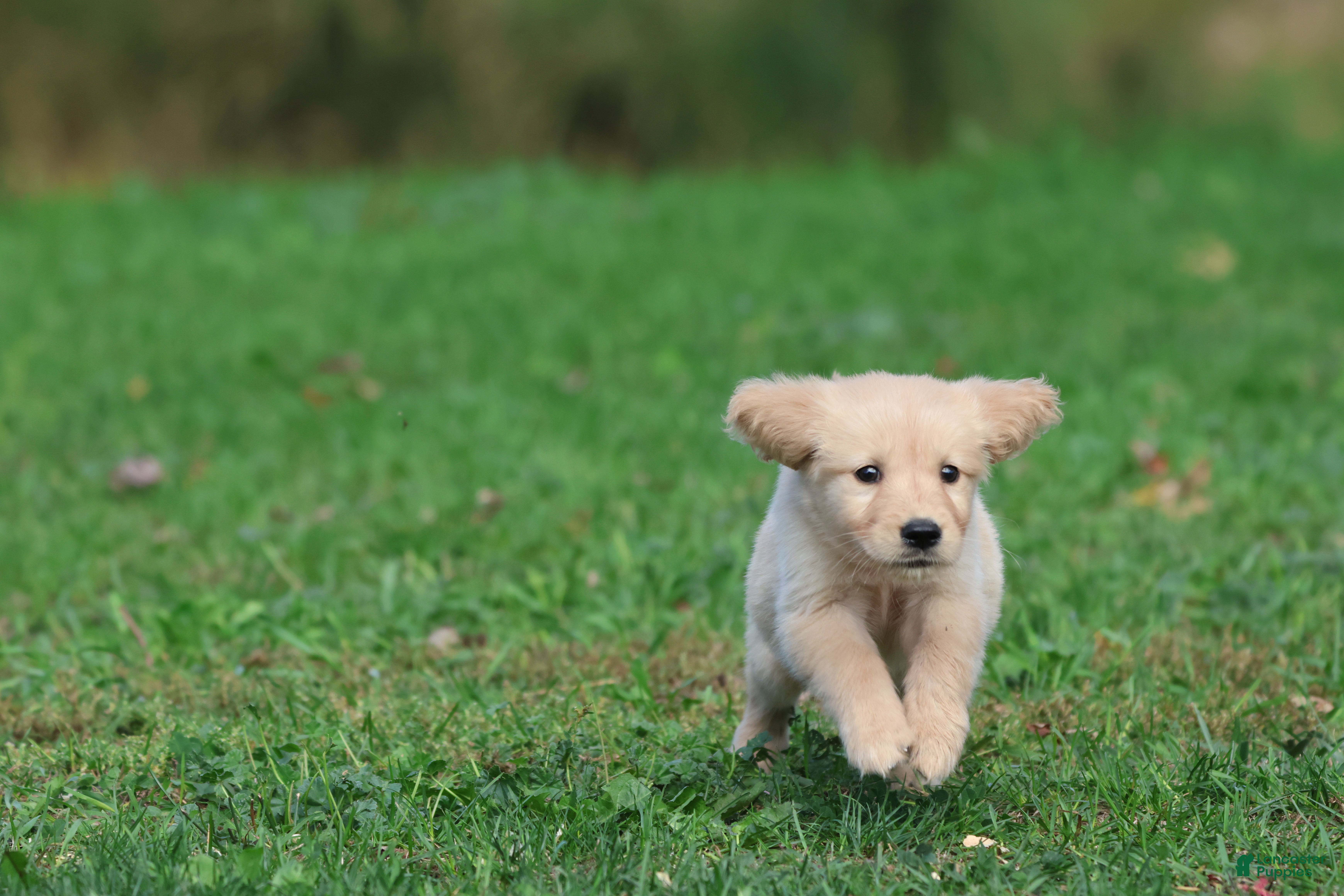Golden Retriever dogs Golden Retriever 4 - Ad 4