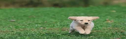 Golden Retriever dogs for sale: Golden Retriever 4 - Ad 1