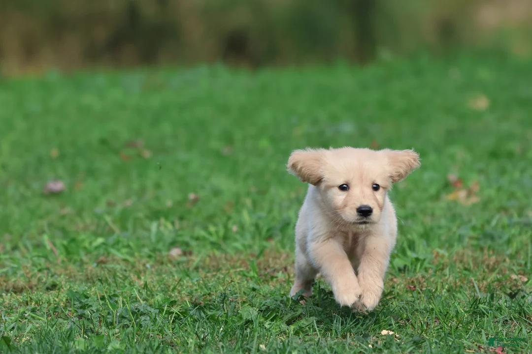 Golden Retriever dogs for sale: Golden Retriever 4 - Ad 1