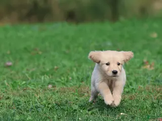 Golden Retriever dogs Golden Retriever 4 - Ad 4