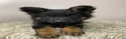 German Shepherd dogs for sale: Fizz - Ad 14